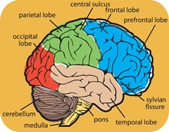 brein-delen-kleuren